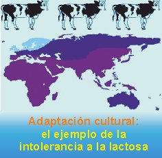 intolerancialactosa