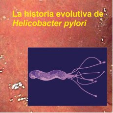 helicobacter